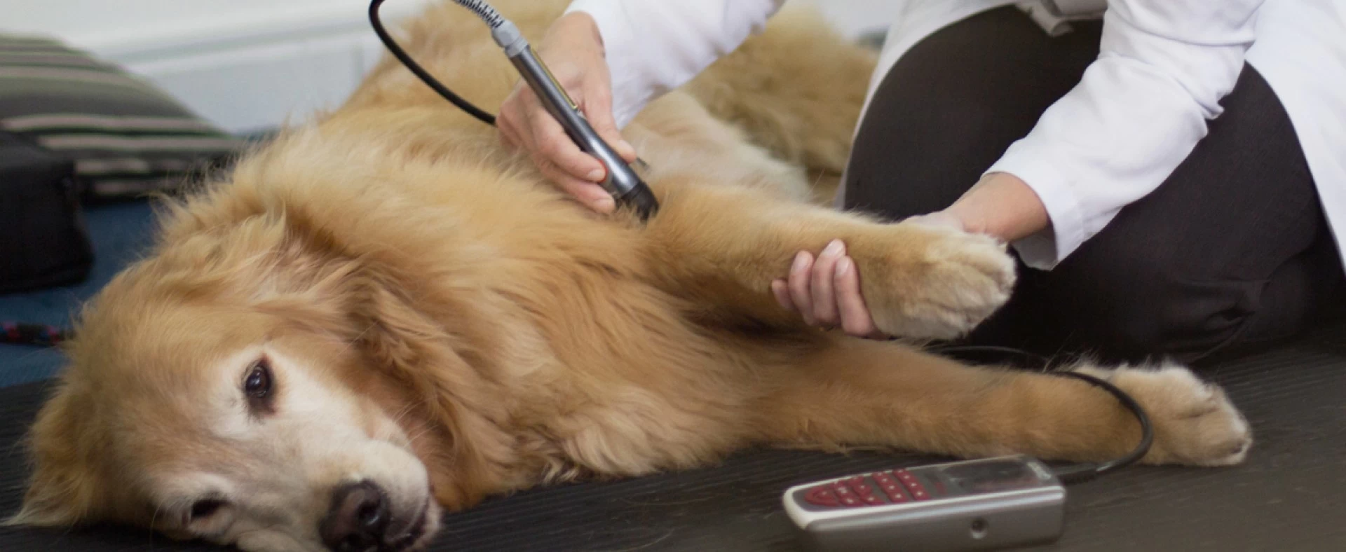 Laserterapia pare Cães