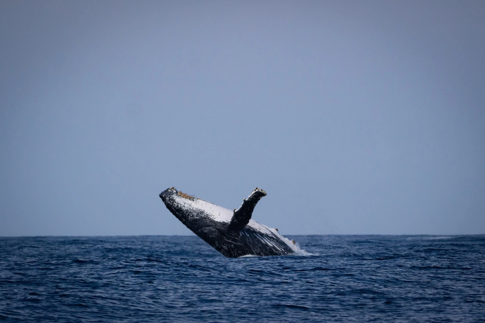 Avistamento de Baleias