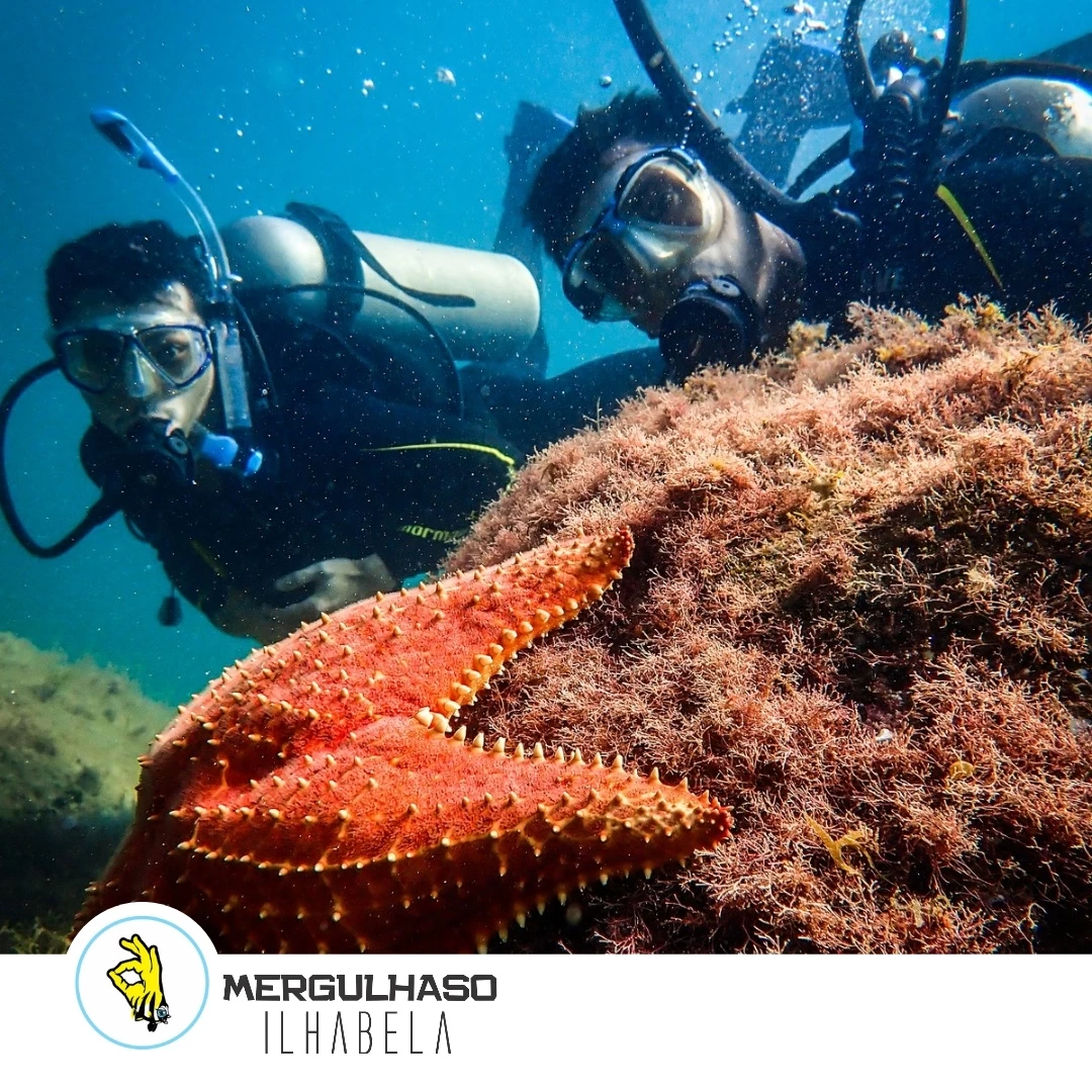 Passeios de mergulho