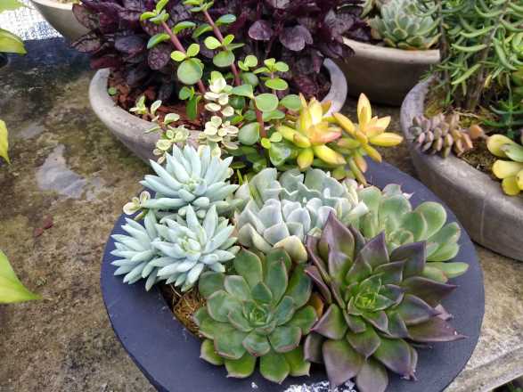 Arranjo de Suculentas