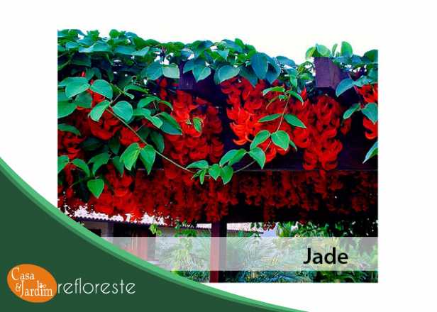 Jade Planta Ornamental