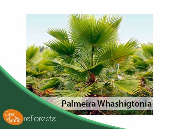 Palmeira Washigtonia