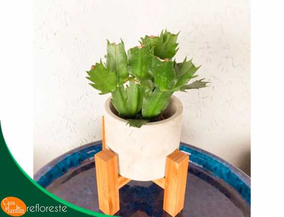 Mini Flor de Maio
